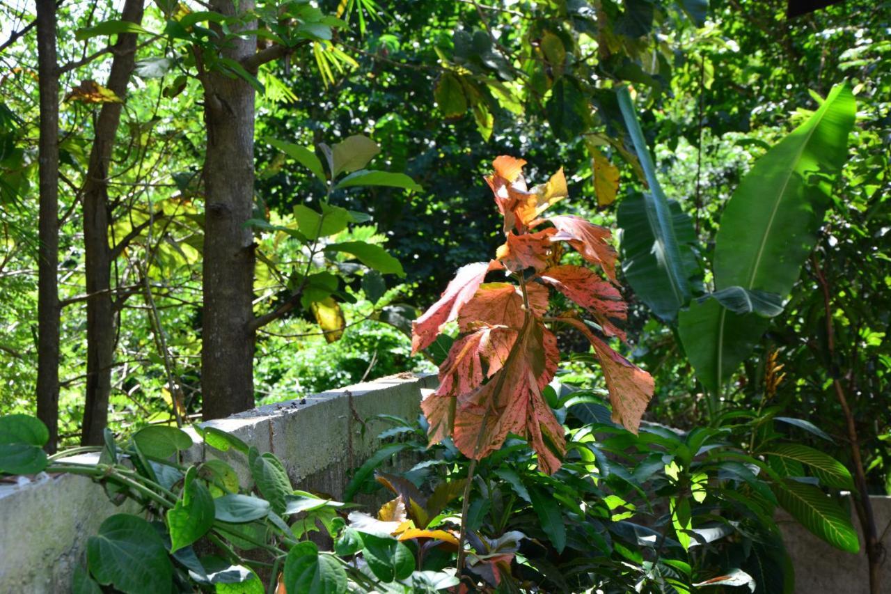 View Guesthouse & Bistro At Goyambokka Tangalle Kültér fotó